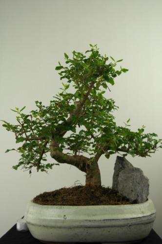 Bonsai Liguster met rots 35 cm,fraaie starters boom, nr,7302