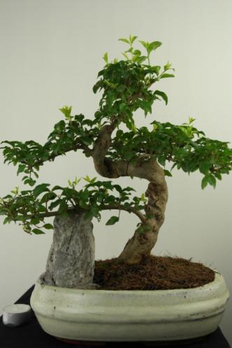 Bonsai Liguster met rots 40 cm, TOP starters boom, nr,7301