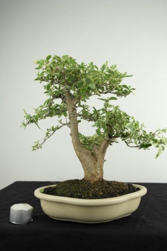 Bonsai Liguster var, 30 cm, mooi verfijnde boompje, nr 3987