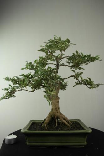 Bonsai Liguster variegata 40 cm, super verfijnd, nr, 6970