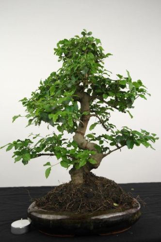 Bonsai Ligustrum 40cm, topper voor de starter, nr. 4103