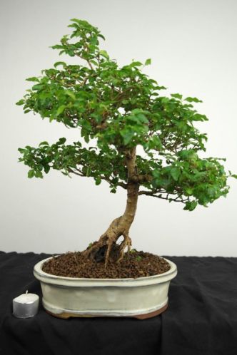 Bonsai Ligustrum 45cm, SUMMER SALE, nr. 2220