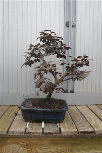 Bonsai Loropetalum gebogenstijl