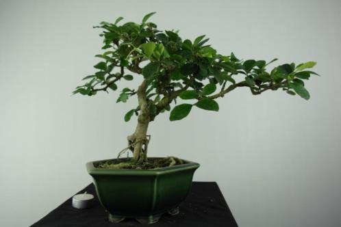 Bonsai Malpighia glabra.37cm, mooi verfijnd boompje, nr 6626