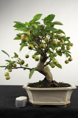 Bonsai Malus 29cm, boompje met veel potentie, nr, 3805