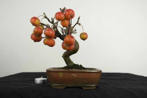 Bonsai Malus halliana, 23 cm, heel leuk boompje, nr. 3808