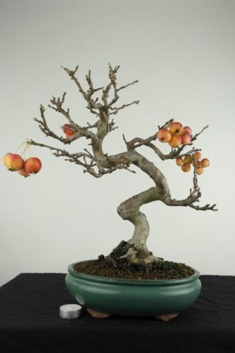 Bonsai Malus halliana, 46 cm, nr. 3056