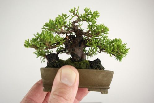 Bonsai Mame Juniperus, 9 cm, Absolute TOP klasse, nr, 3937