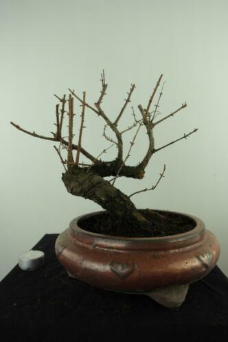 Bonsai Metasequoia 34 cm, oud boompje, nr, 7480 TOPKANS