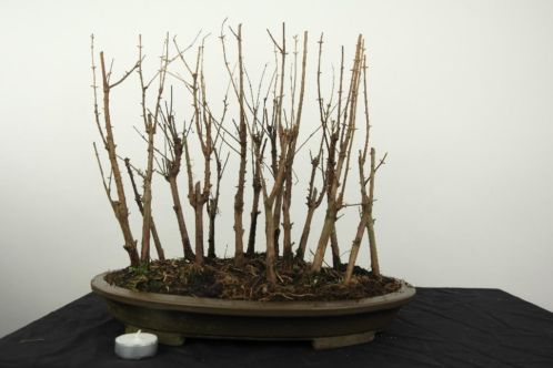 Bonsai Metasequoia 36cm, de kans voor de starter, nr, 4253