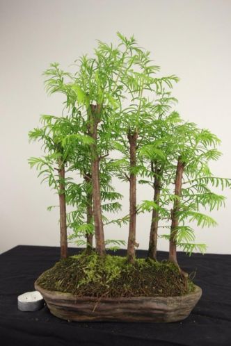 Bonsai Metasequoia 38 cm, TOPKANS VOORDELIG, nr, 4956