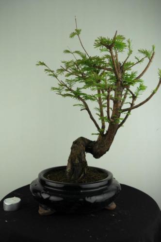 Bonsai Metasequoia 38cm, boom met potentie, nr, 6796