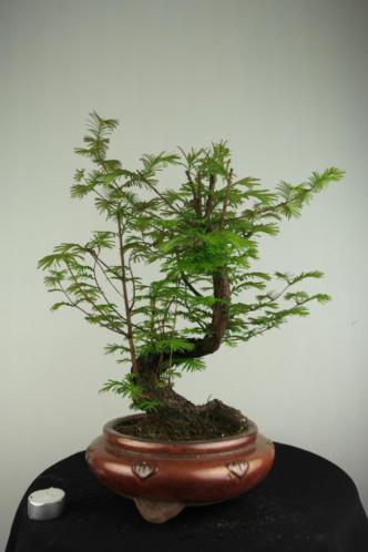 Bonsai Metasequoia 38cm, oud boompje, nr, 6793 