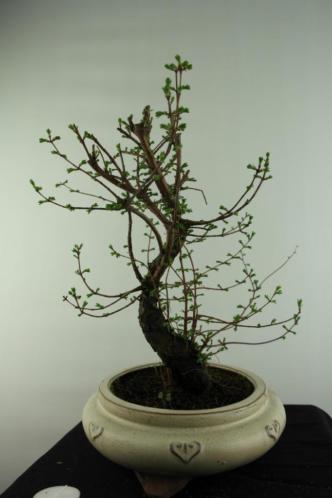 Bonsai Metasequoia, zeer oud boompje, 35 cm, nr, 6951