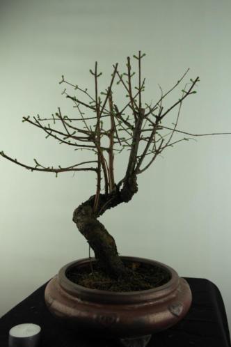 Bonsai Metasequoia, zeer oud boompje, 35 cm, nr, 6953