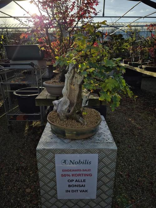 BONSAI NAJAARS-SALE  50  korting ( Nov ampamp Dec )