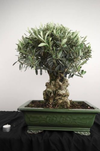 Bonsai Olijf 62 cm, grote oude bonsai, nr. 2973