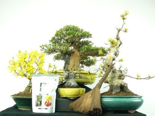 Bonsai PAASSHOW, UNIEK IN NL, nergens deze keuze