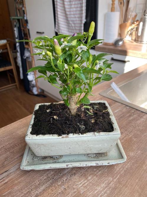 Bonsai peper plant