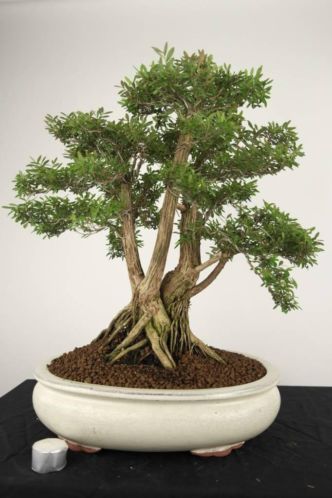 Bonsai Phyllanthus 55cm,zeer mooie bonsai voor binnen,nr4099