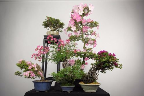 Bonsai Pinkstershow 1e en 2e pinksterdag geopend uniek in NL