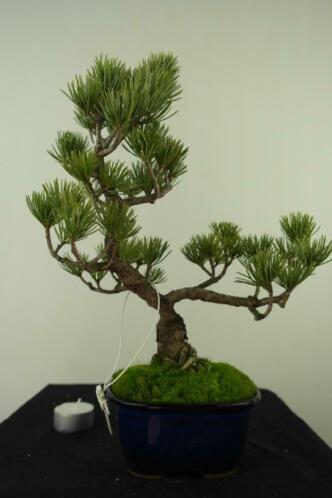 Bonsai Pinus 31 cm, nr 7115 Mooi Japans boompje met potentie