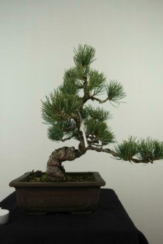 Bonsai Pinus 39cm, mooie Japanse boom, nr, 7152