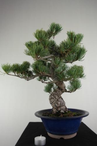 Bonsai Pinus 43cm, mooie Japanse boom, nr, 7067