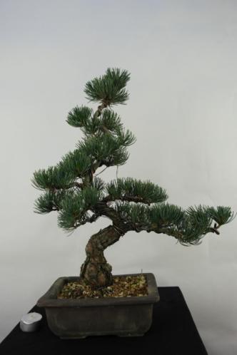 Bonsai Pinus 49 cm, fraaie japanse boom, nr, 7077