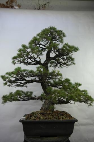 Bonsai Pinus, knots van een japanse boom 108cm, nr, 7121