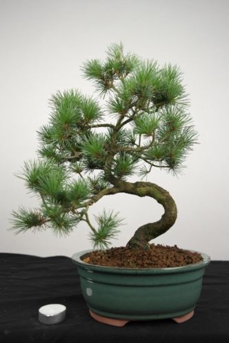 Bonsai Pinus parviflora, 44 cm, nr. 4117