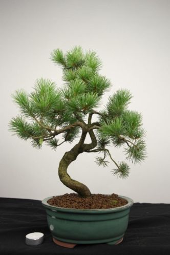 Bonsai Pinus parviflora, 50 cm, Topkans, nr. 4116