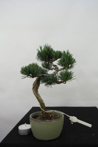 Bonsai Pinus penth. 26 cm, nr, 7060 mooi Japans boompje