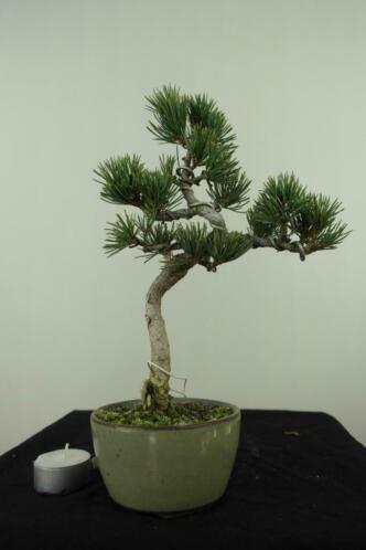 Bonsai Pinus Shohin 29 cm, nr 70631Mooi Japans boompje