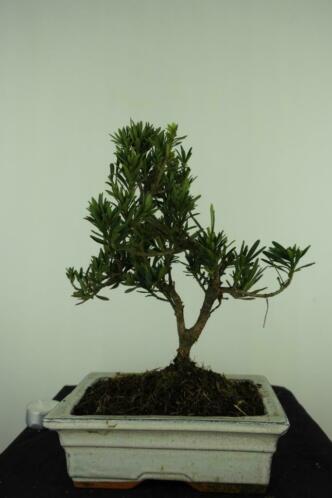 Bonsai Podocarpus 29cm , nr, 7417, Topkans en voordelig