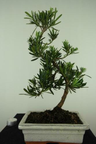 Bonsai Podocarpus 35 cm nr, 7414, mooie starters boom