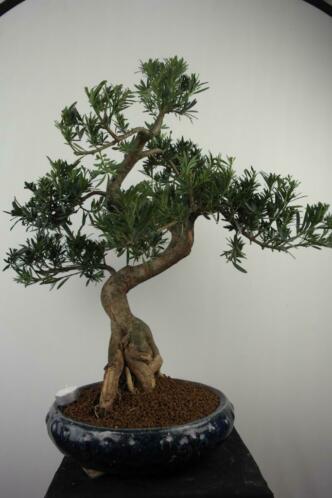 Bonsai Podocarpus 70 cm , nr, 7504, mooi gevormde boom