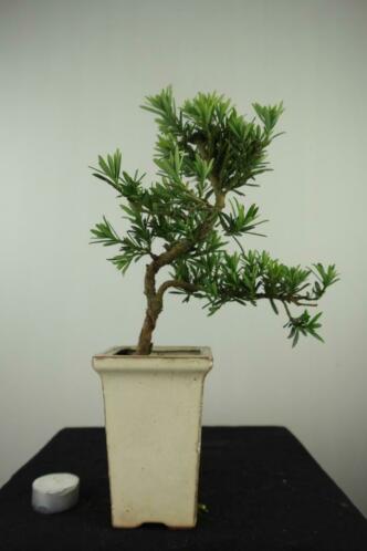 Bonsai Podocarpus cascade 35 cm , nr, 7596, leuke starter