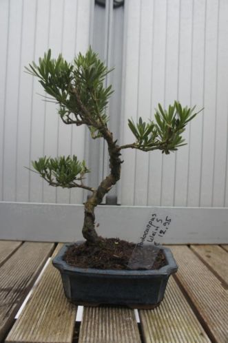 Bonsai Podocarpus gebogen stijl 