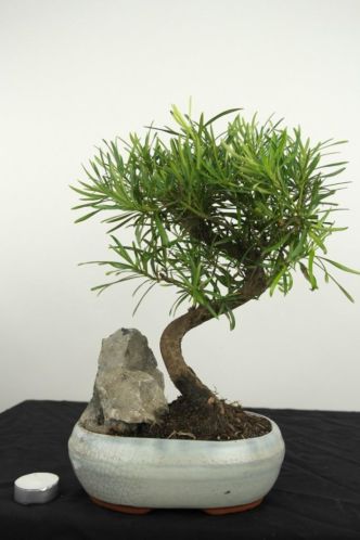 Bonsai Podocarpus met rots 37cm, super starter, nr, 4219