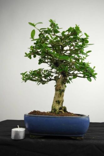 Bonsai Premna 37cm, mooi verfijnd, nr. 3501, SUMMER SALE