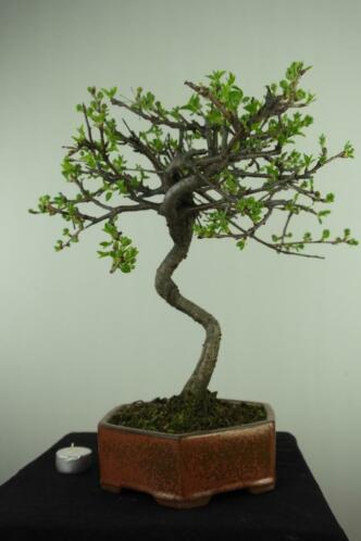 Bonsai Prunus Mahaleb 43 cm, boompje met potentie, nr, 7667