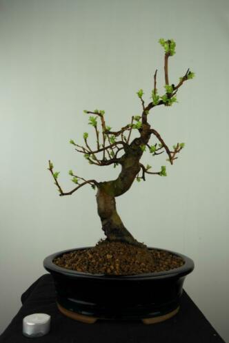 Bonsai Pseudocydonia, Kweepeer,46cm, nr,7649, Herkomst Japan