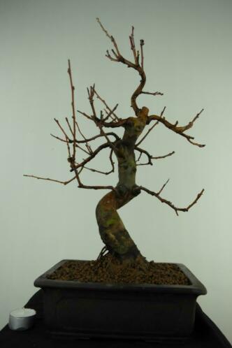 Bonsai Pseudocydonia, Kweepeer,49cm, nr,7369, Herkomst Japan