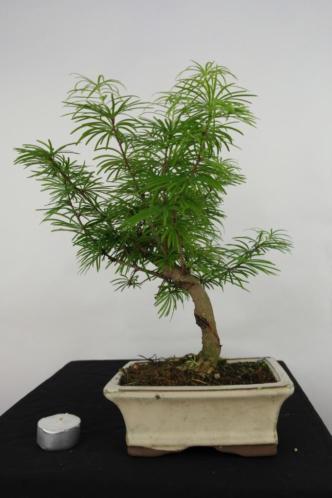 Bonsai Pseudolarix 32 cm ,nr, 7083 mooie starters boom.