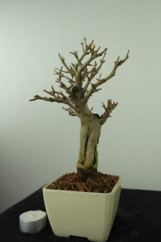 Bonsai Punica, Granaatappel, 25 cm, nr, 7524, verfijnde boom