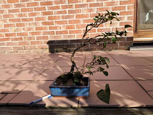 bonsai purperen syringa vulgaris