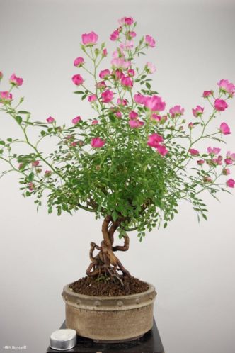 Bonsai Rosa sp. hoogte 37 cm, nr. 5008
