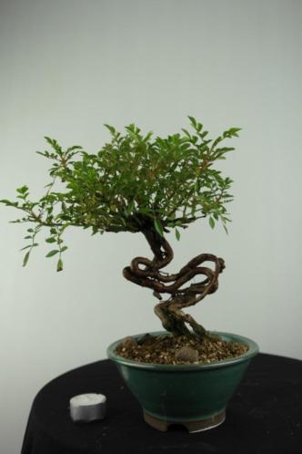 Bonsai Rosa sp., Roos 30cm, fraai japans boompje, nr, 6526