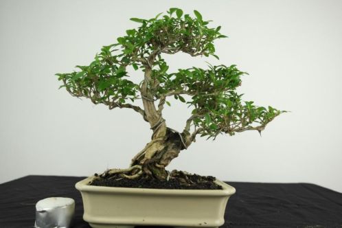 Bonsai Serissa 24 cm, SUPER STARTER, nr,3981